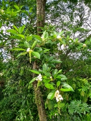 Magnoliopsida