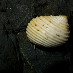 Nerita plicata