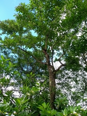 Magnoliopsida
