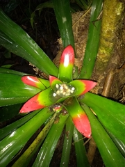 Nidularium innocentii