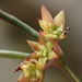 Synostemon bacciformis - Photo no rights reserved, uploaded by 葉子