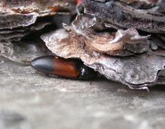 Ampedus balteatus