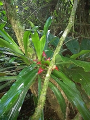Nidularium innocentii