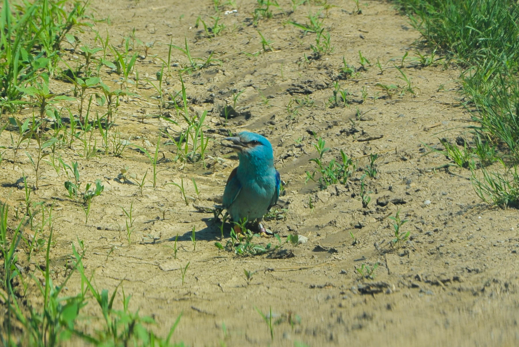 European Roller