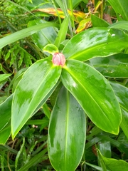 Costus spiralis