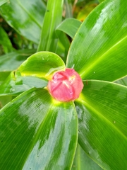 Costus spiralis