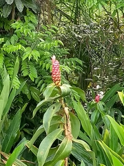Costus spiralis