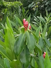 Costus spiralis