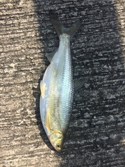 Hemiculter leucisculus