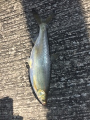 Hemiculter leucisculus