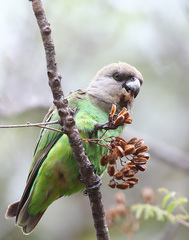 Poicephalus cryptoxanthus