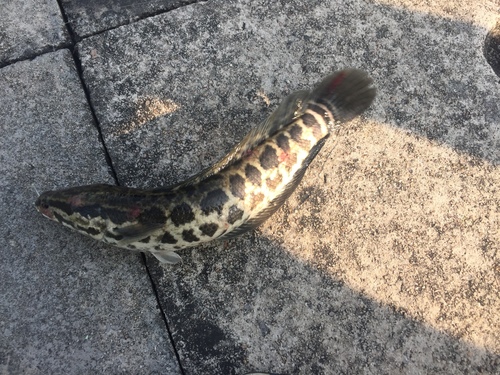Blotched Snakehead