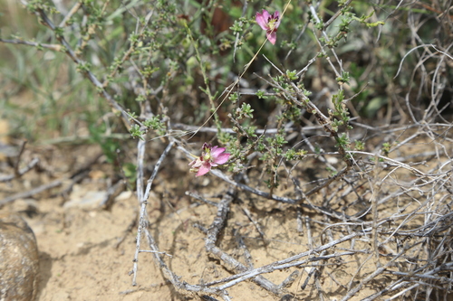 Image of Krameria ramosissima by (c) Reid Hardin, some rights reserved (CC BY)