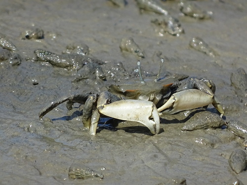 Macrophthalmus banzai