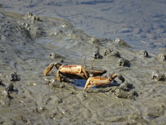 Macrophthalmus banzai