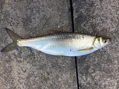 Hemiculter leucisculus