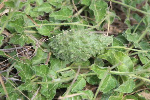 Image of Matelea brevicoronata by (c) Reid Hardin, some rights reserved (CC BY)