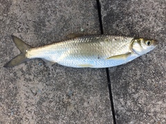 Hemiculter leucisculus