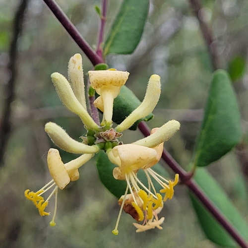 iNaturalist observation photo of Southern Honeysuckle