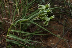 Asclepias eminens