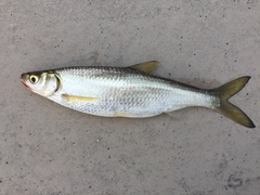 Hemiculter leucisculus