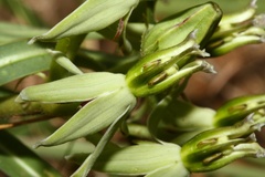 Asclepias eminens