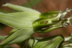 Asclepias eminens