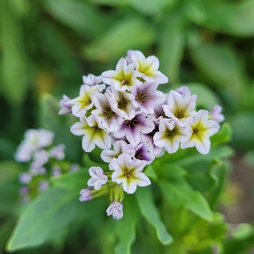 iNaturalist observation photo of alkali heliotrope