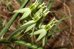 Asclepias eminens