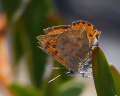 Chrysoritis chrysaor