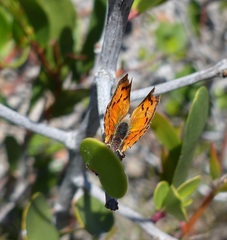 Chrysoritis chrysaor