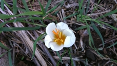 Crocus aleppicus