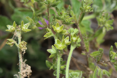 Image of Matelea brevicoronata by (c) Reid Hardin, some rights reserved (CC BY)
