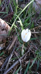 Crocus aleppicus