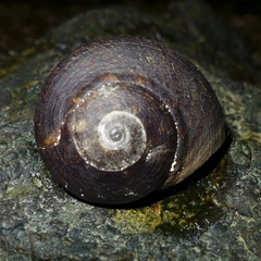 Lunella cinerea