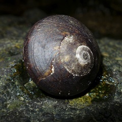 Lunella cinerea
