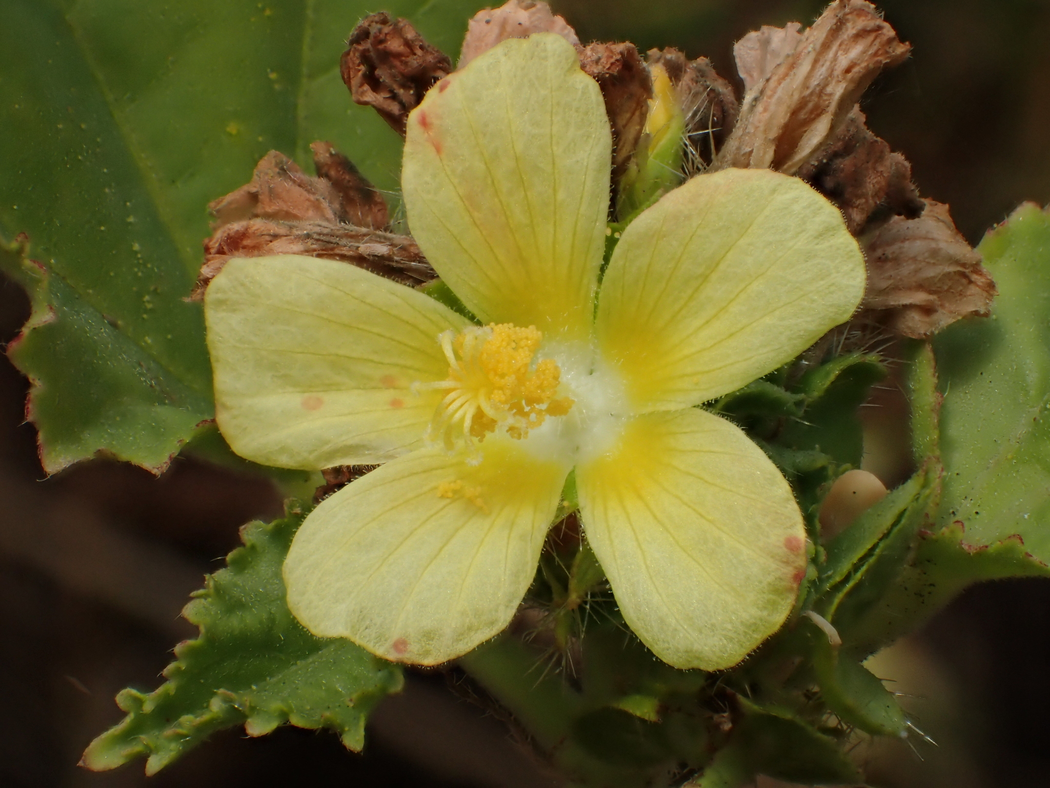 Malachra capitata