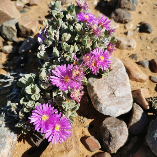 Tanqua Hedgehogfig (Braunsia stayneri)