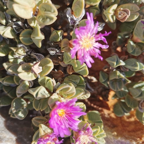 Image of Braunsia stayneri by no rights reserved