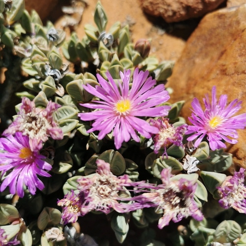 Image of Braunsia stayneri by no rights reserved
