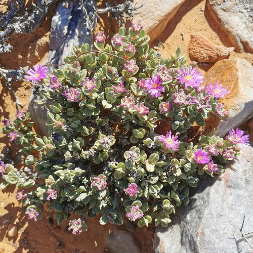 Image of Braunsia stayneri by no rights reserved