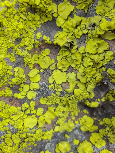 African Gold Lichen