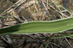 Hypoxis obtusa