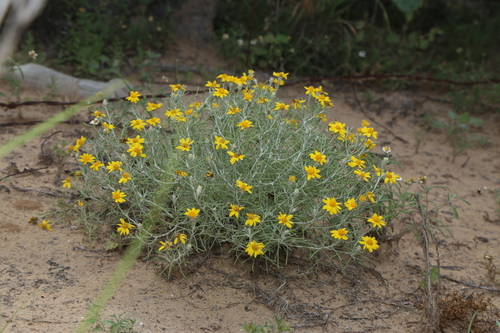 Image of Thymophylla tephroleuca by (c) Reid Hardin, some rights reserved (CC BY)