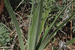 Hypoxis obtusa