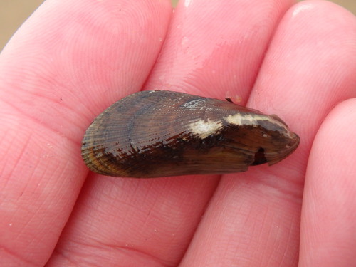 Atlantic Ribbed Mussel