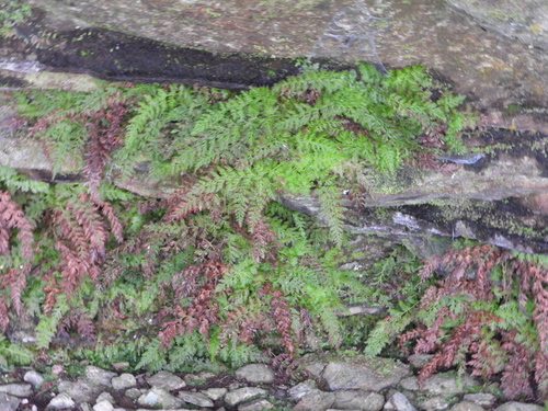 Image of Vandenboschia boschiana by (c) Emily Franzen, some rights reserved (CC BY)
