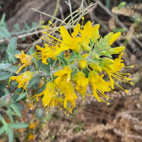 iNaturalist observation photo of Bladderpod