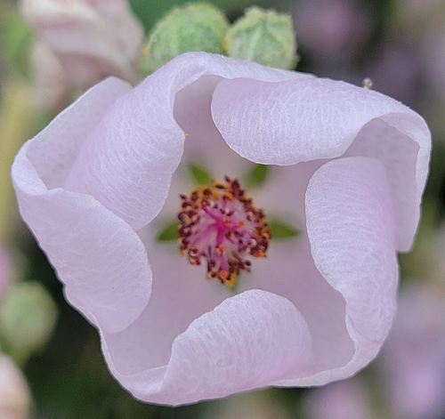 iNaturalist observation photo of southern coastal bushmallow
