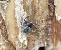 Coriarachne depressa